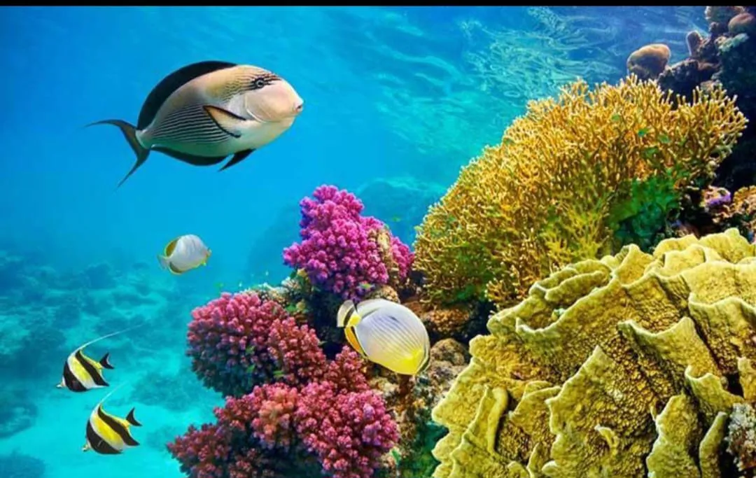Mahmya island 🏝️🏖️ trip El Gouna Mahmya island /IMG-20260701-WA0166.jpg
